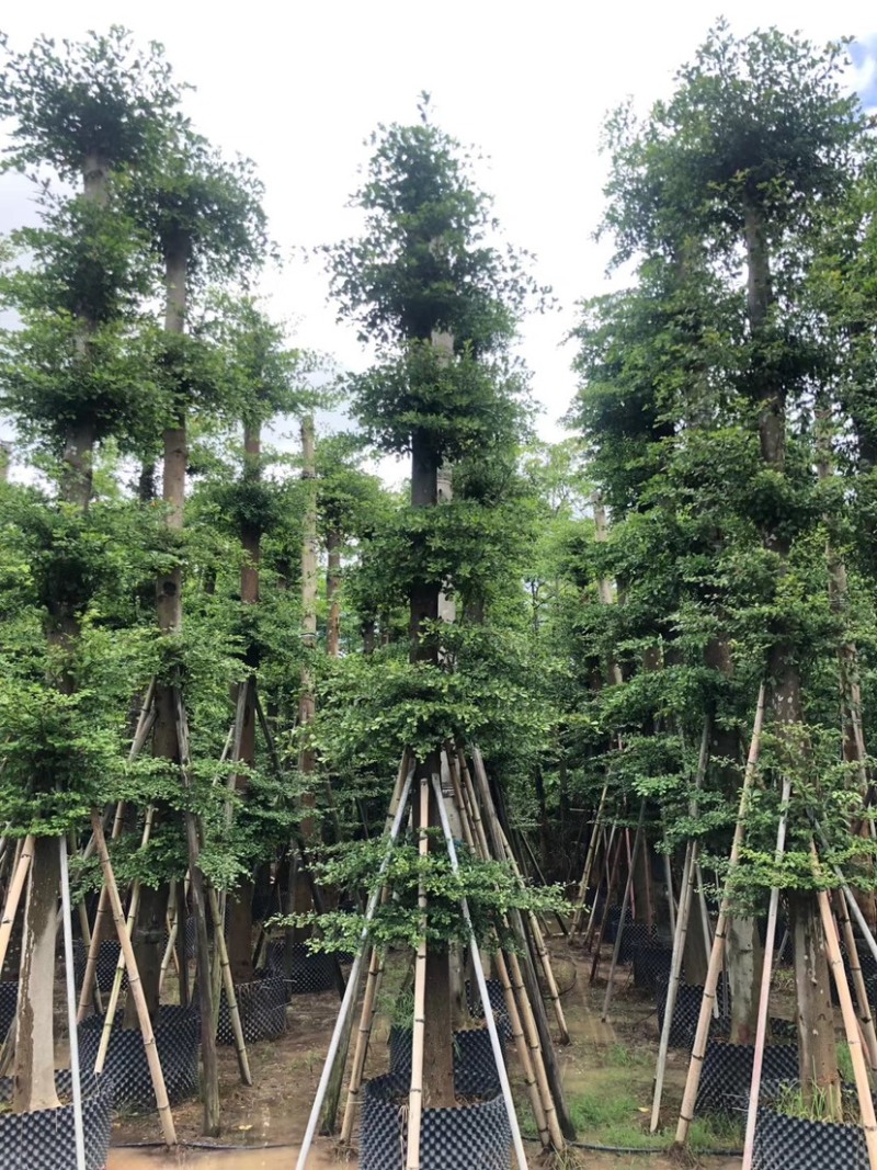 大量出售光杆榄仁（人工造托）8-20公分，货源充足