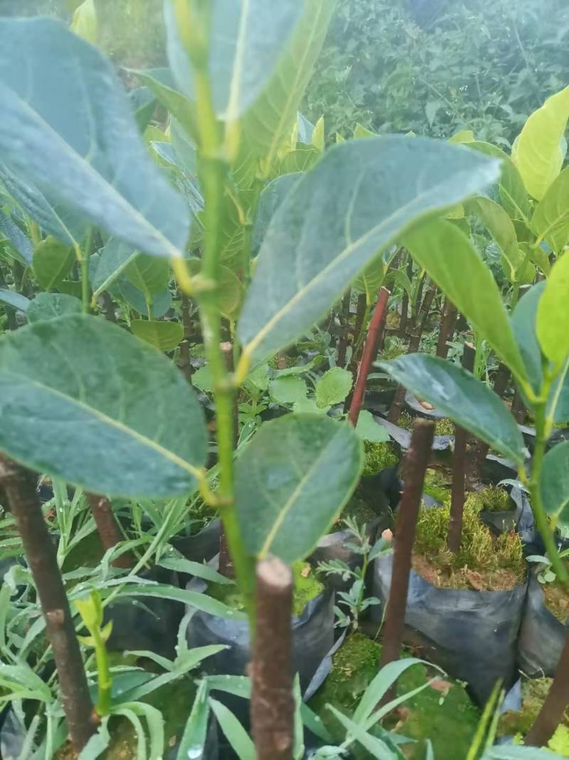 马来西亚五号红肉菠萝蜜苗