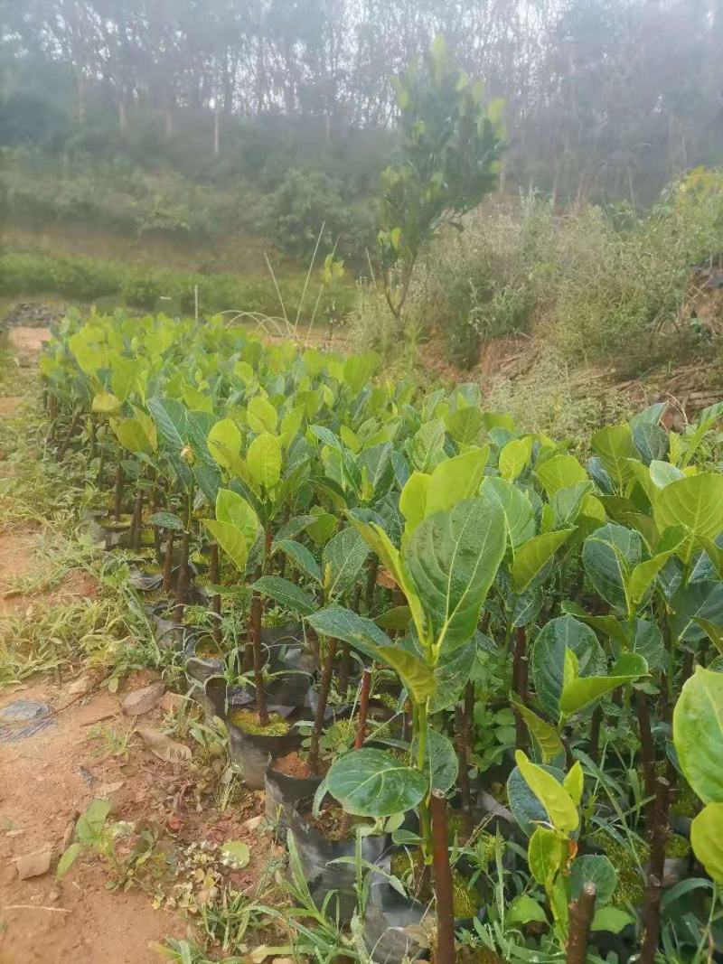 马来西亚五号红肉菠萝蜜苗