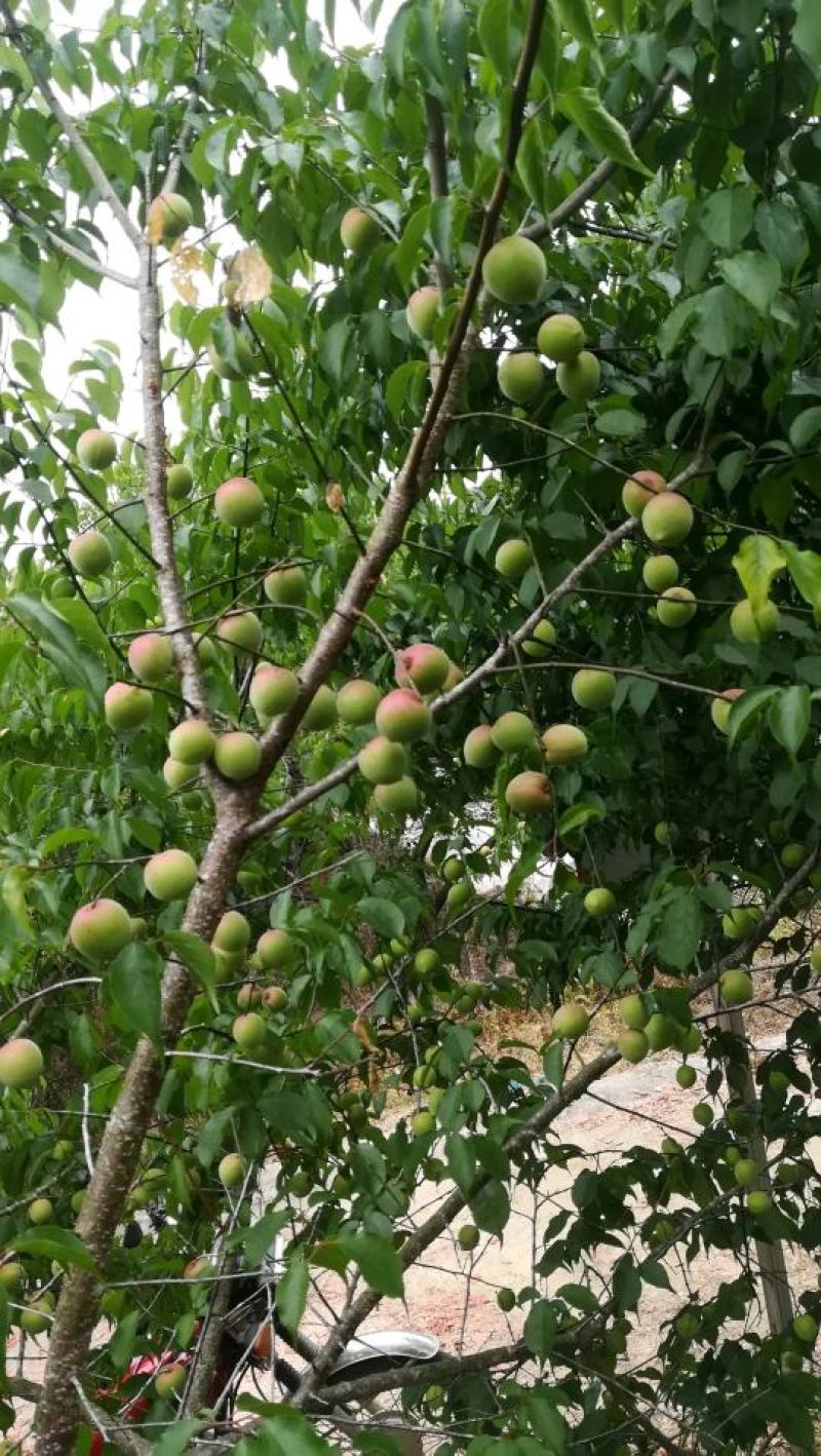 青梅青竹梅手工选摘陆河万亩梅园种植基地