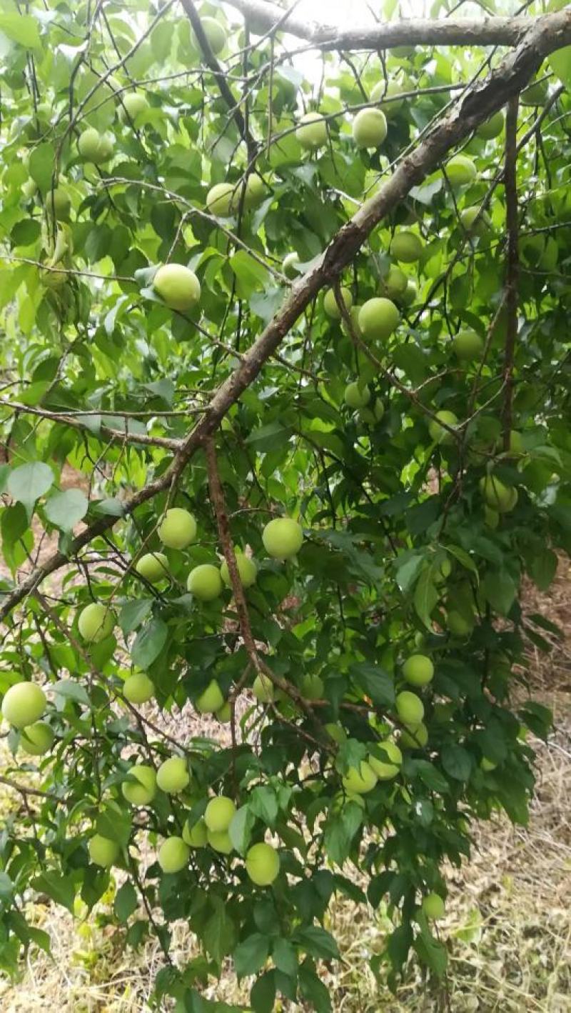 青梅青竹梅手工选摘陆河万亩梅园种植基地