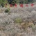 青梅青竹梅手工选摘陆河万亩梅园种植基地