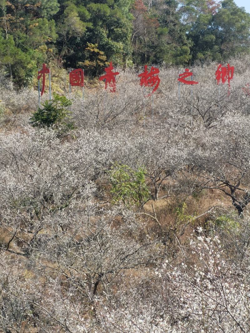 青梅青竹梅手工选摘陆河万亩梅园种植基地