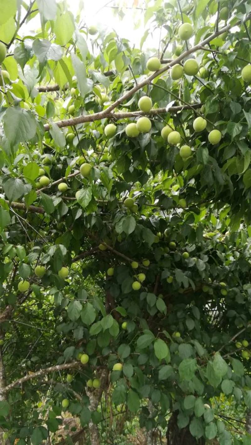 青梅青竹梅手工选摘陆河万亩梅园种植基地