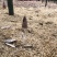 雷笋小号竹笋。春笋。产地直销。小笋。1两左右