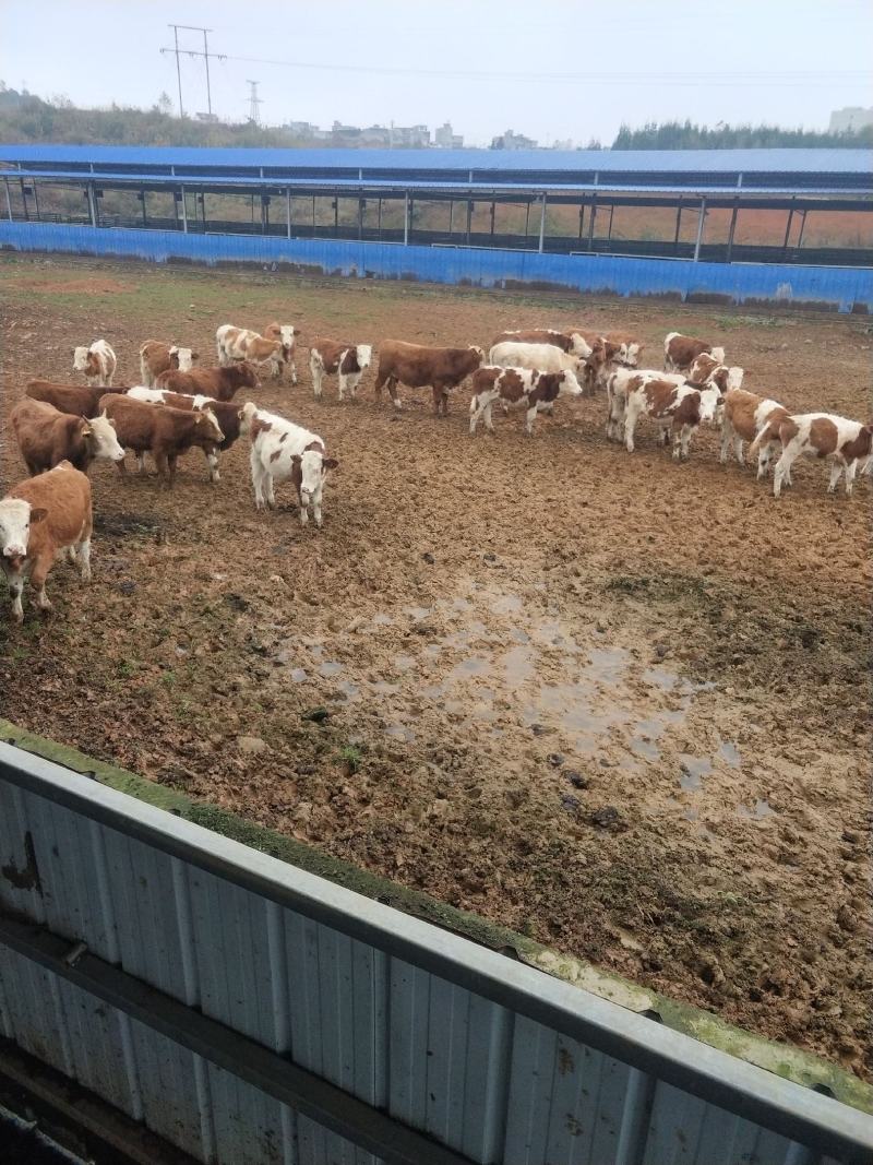 贵州西门达尔繁殖基地全是四到六百斤的繁殖母牛