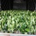 泰国8号菠萝蜜苗……