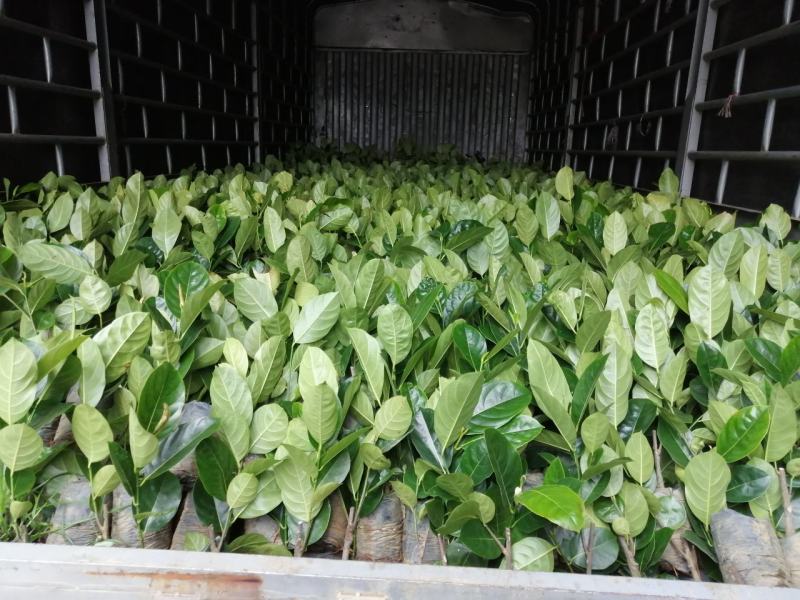 泰国8号菠萝蜜苗……