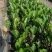 泰国8号菠萝蜜苗……