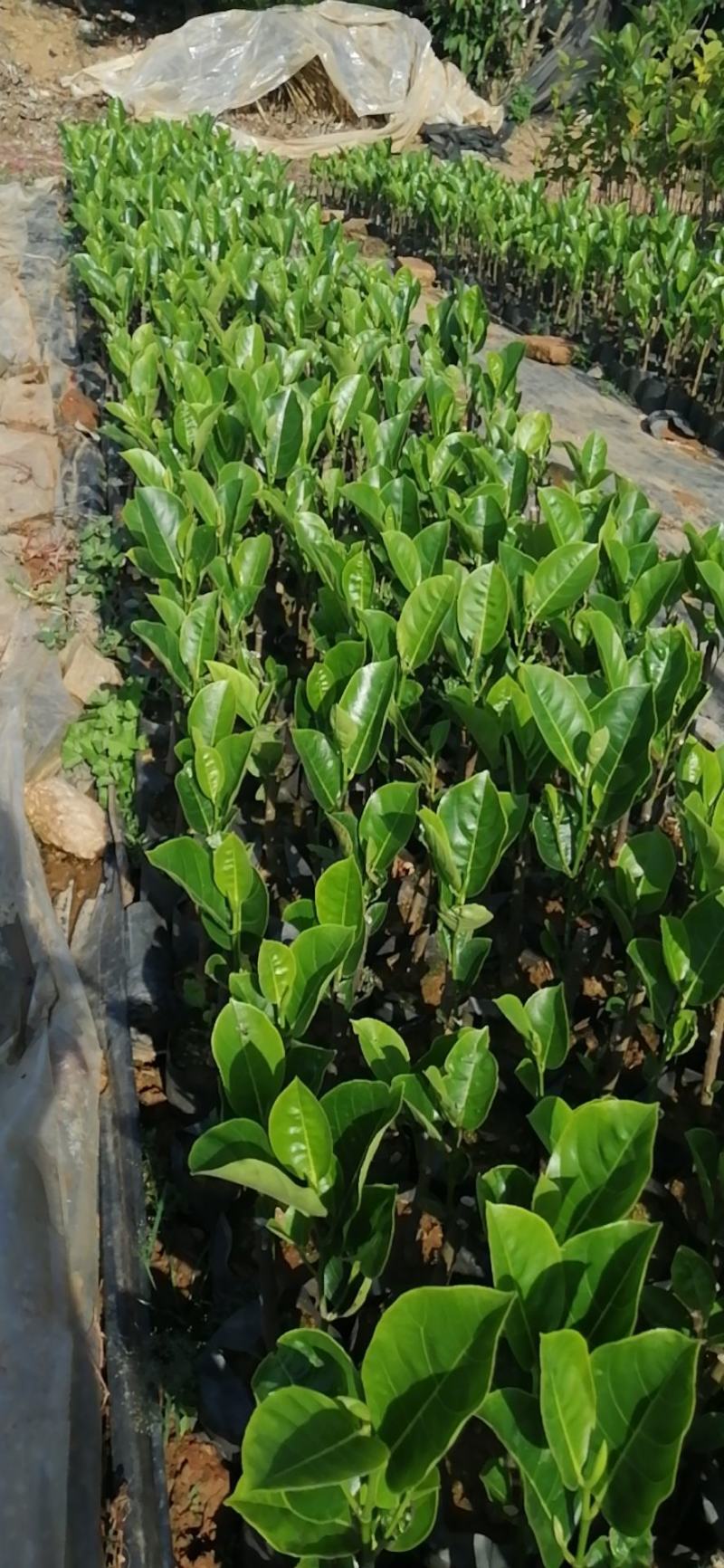 泰国8号菠萝蜜苗……