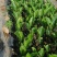 泰国8号菠萝蜜苗……
