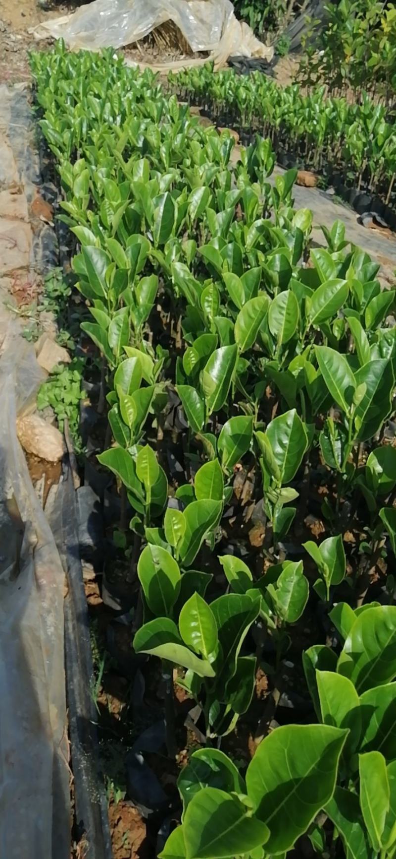 泰国8号菠萝蜜苗……