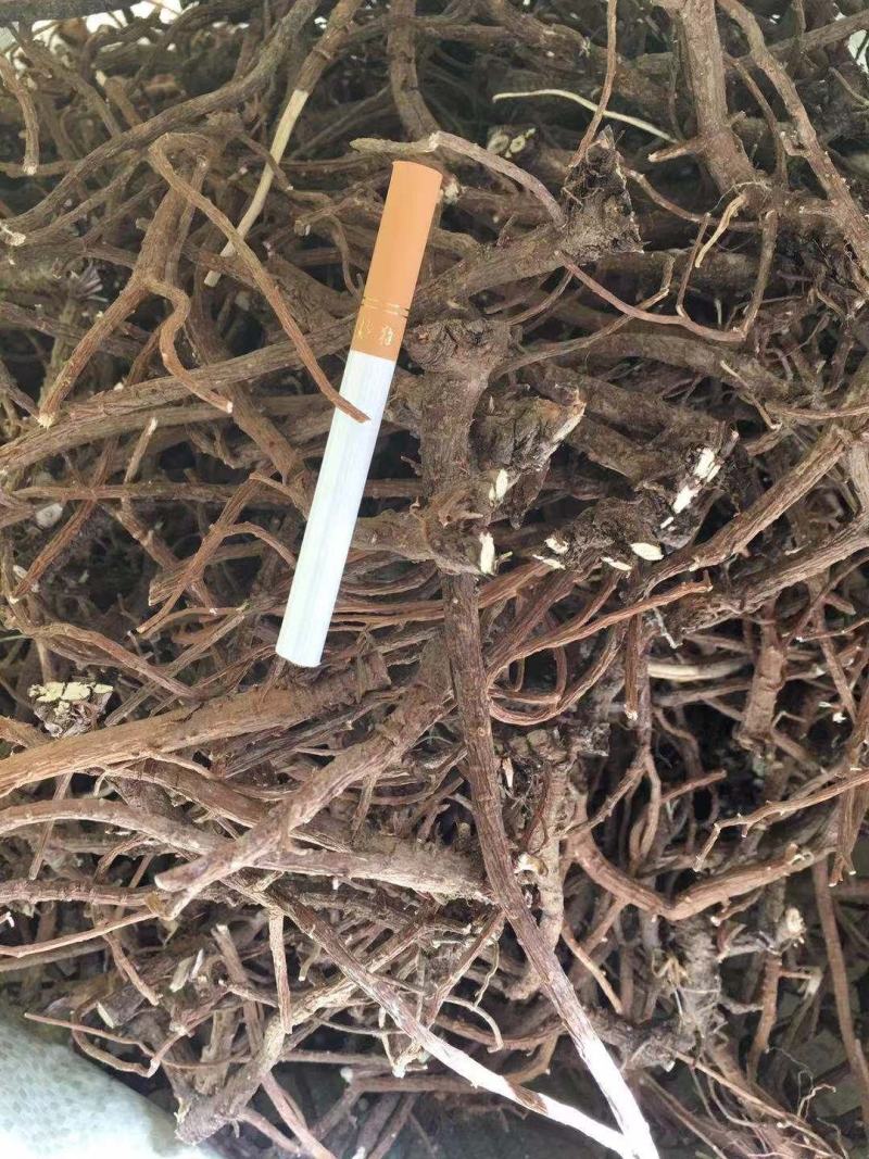 柴胡籽，柴胡种，北柴胡种