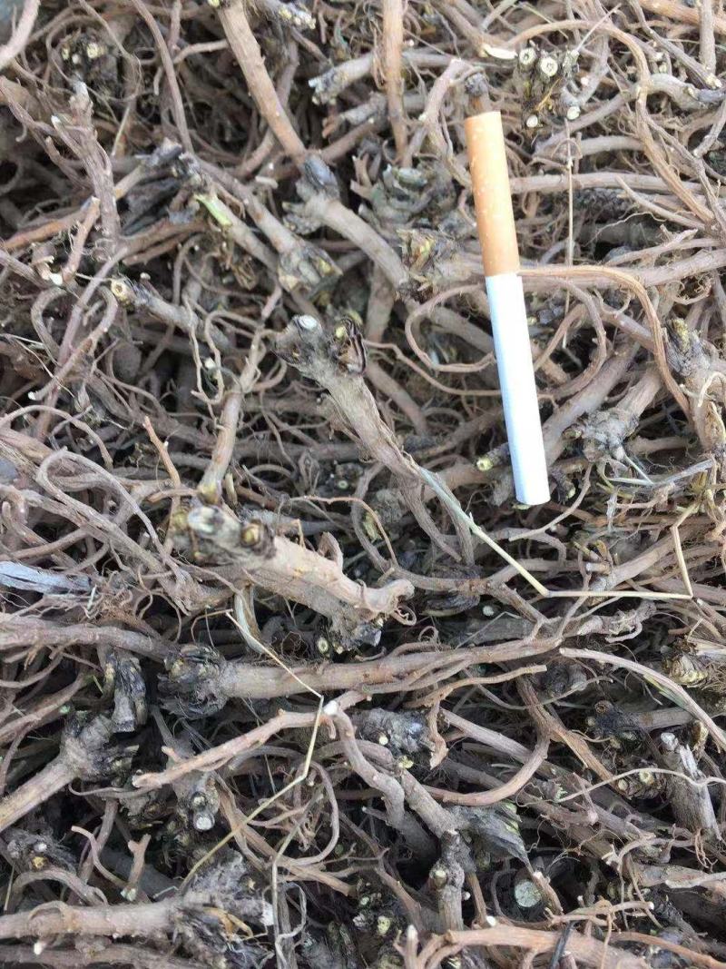 柴胡籽，柴胡种，北柴胡种