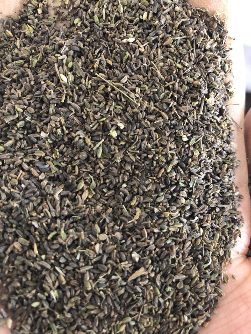 柴胡籽，柴胡种，北柴胡种