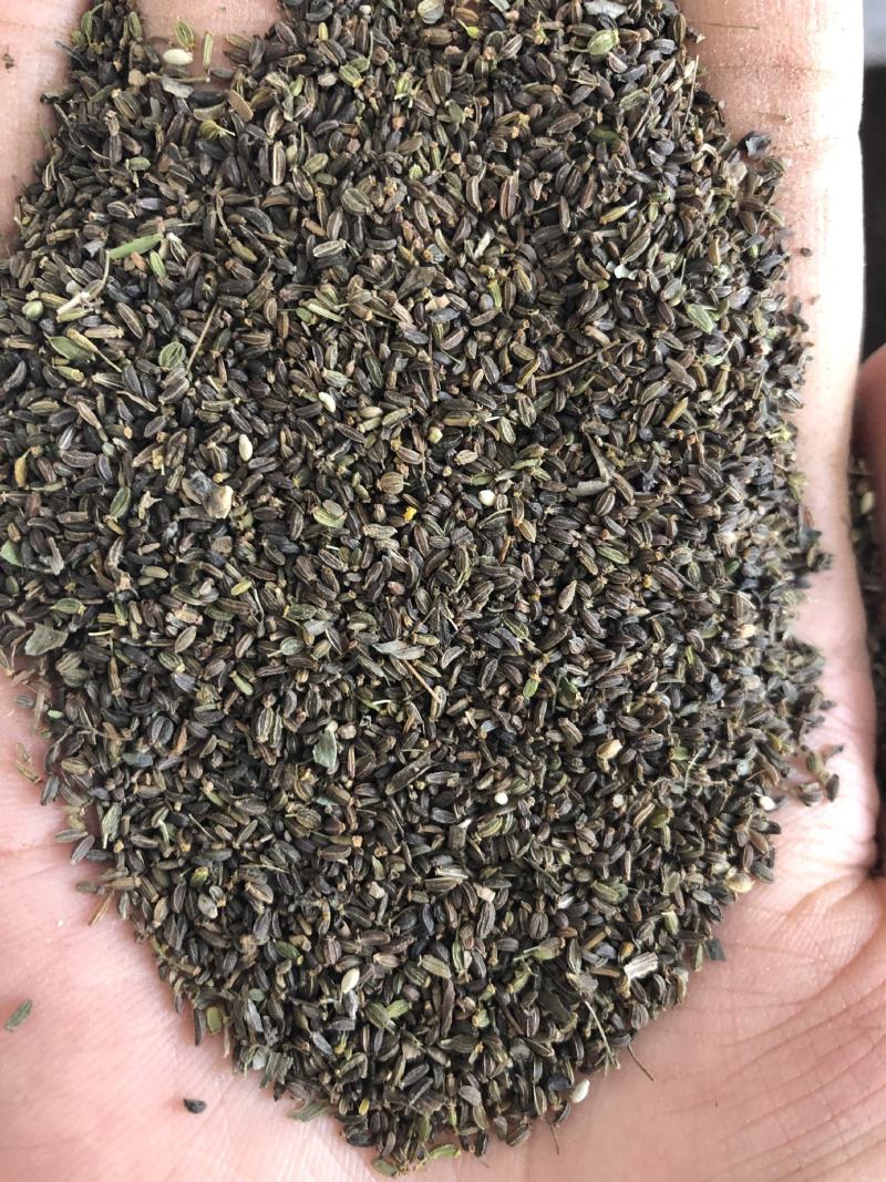 柴胡籽，柴胡种，北柴胡种