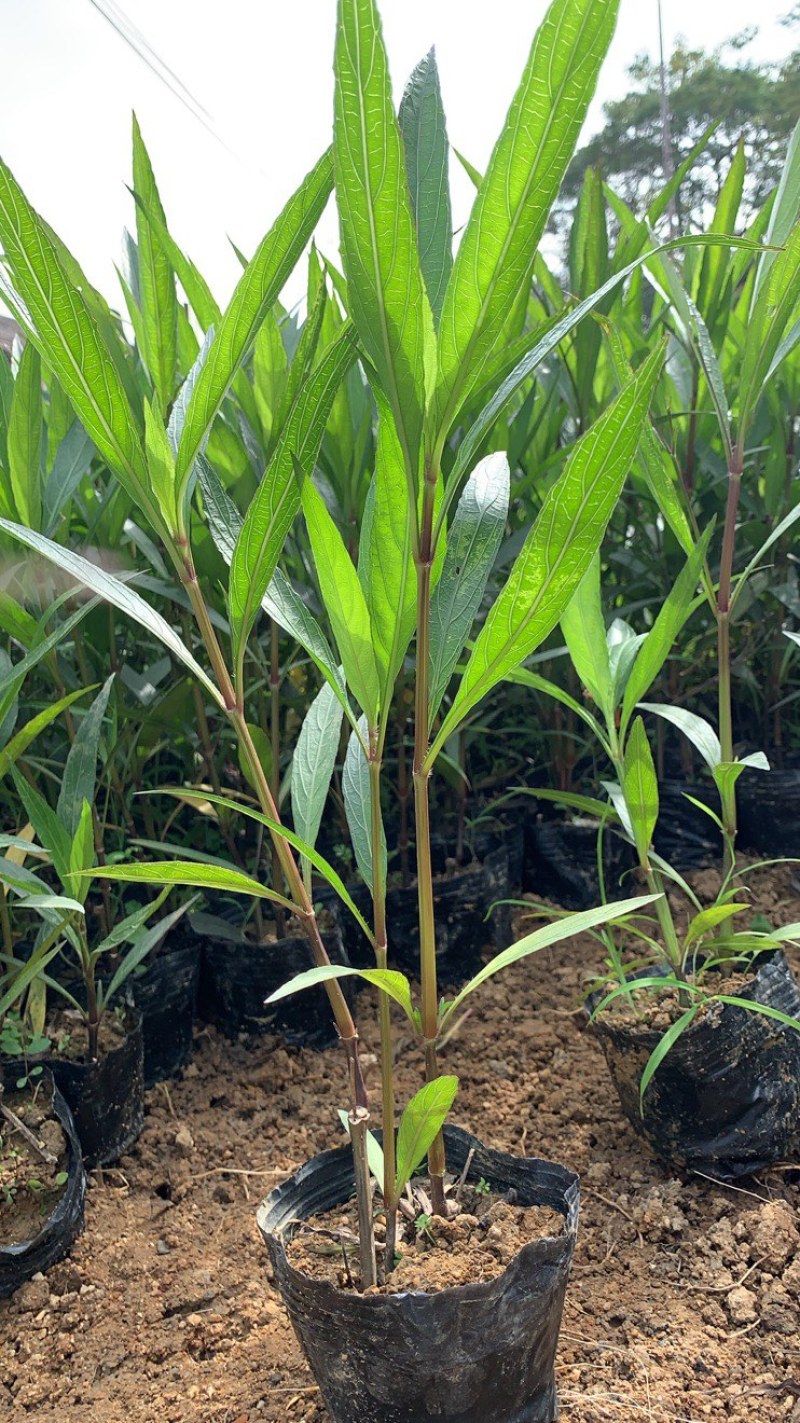 大量出售3斤袋、7斤袋翠芦莉，货源充足，价格美丽