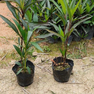 大量出售3斤袋、7斤袋翠芦莉，货源充足，价格美丽