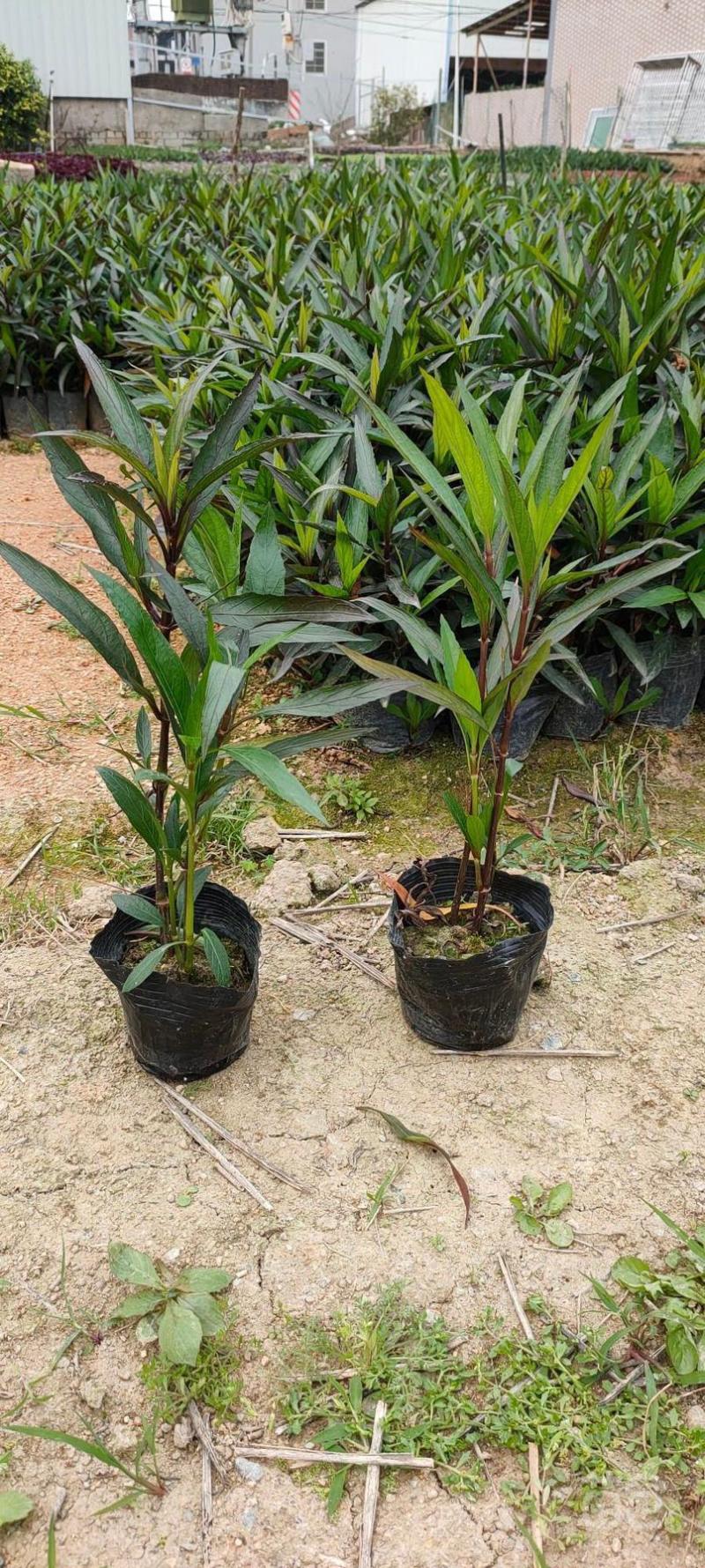 大量出售3斤袋、7斤袋翠芦莉，货源充足，价格美丽