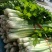 大量批发芹菜代收代购代卖代发货
