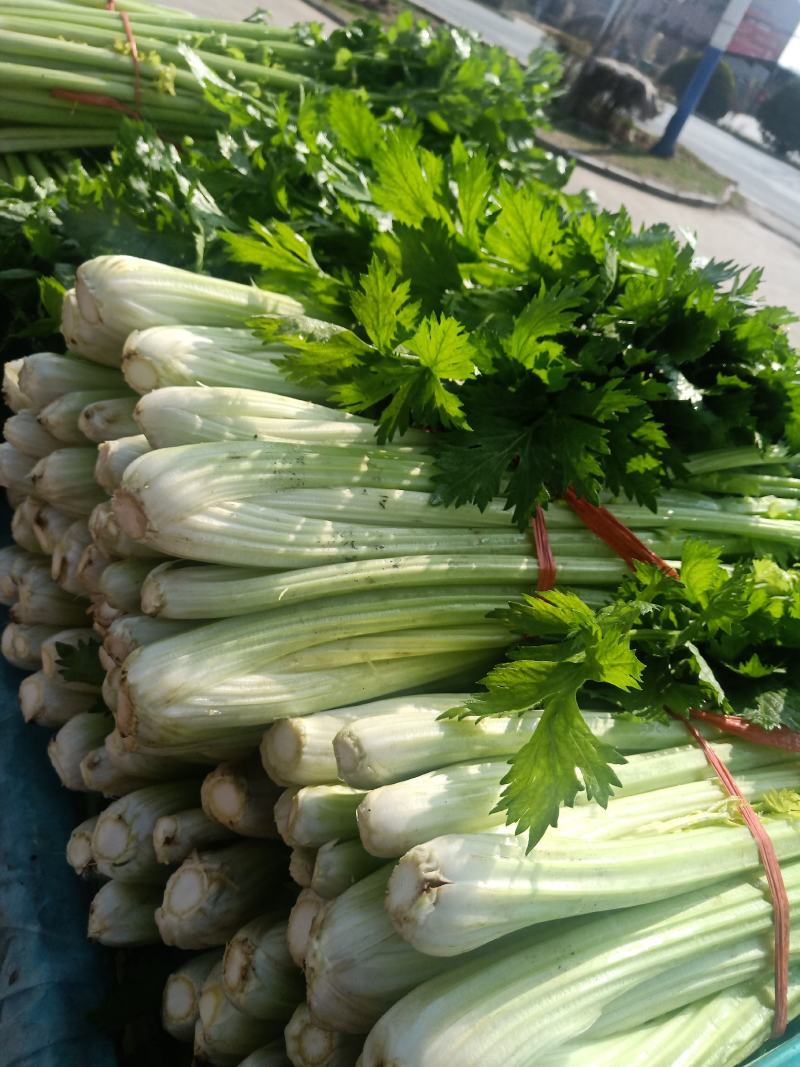 大量批发芹菜代收代购代卖代发货
