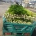 大量批发芹菜代收代购代卖代发货