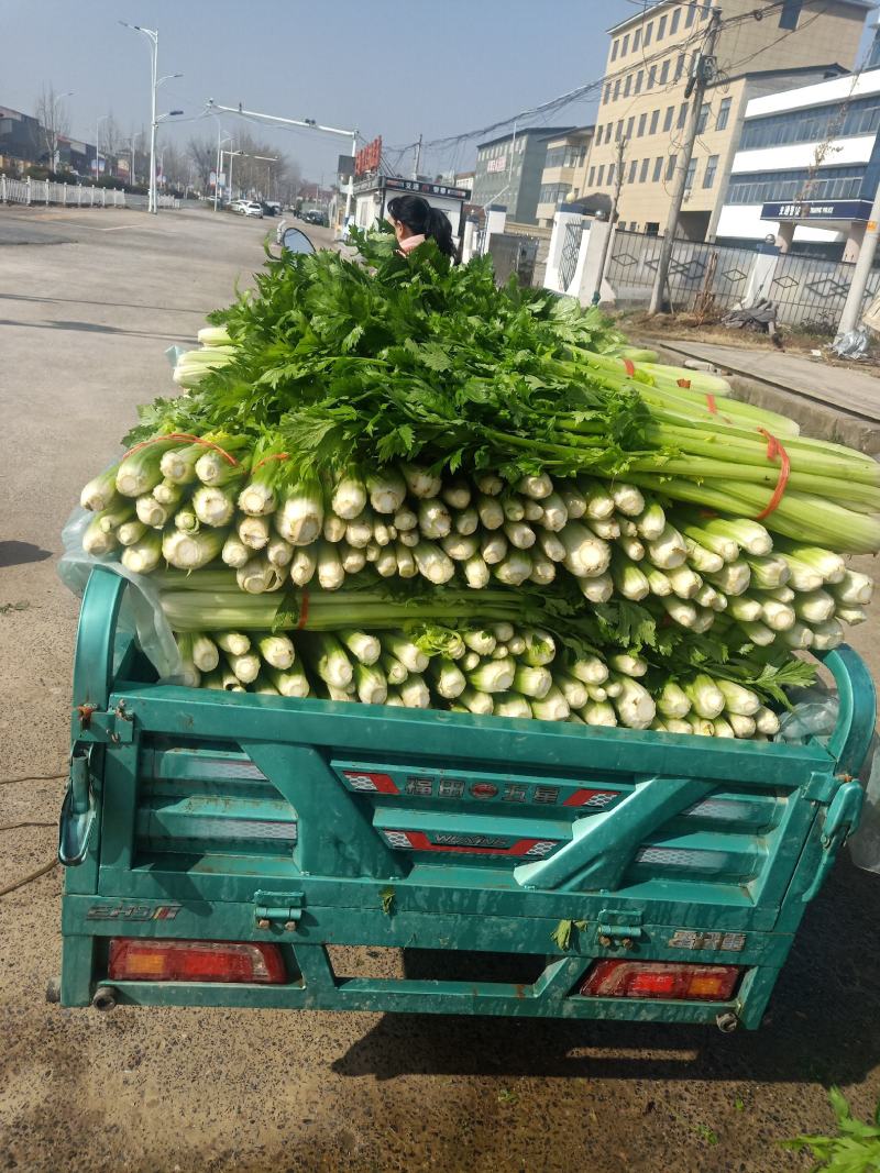 大量批发芹菜代收代购代卖代发货