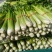 大量批发芹菜代收代购代卖代发货