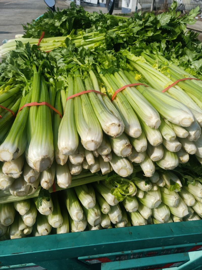 大量批发芹菜代收代购代卖代发货