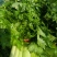 大量批发芹菜代收代购代卖代发货