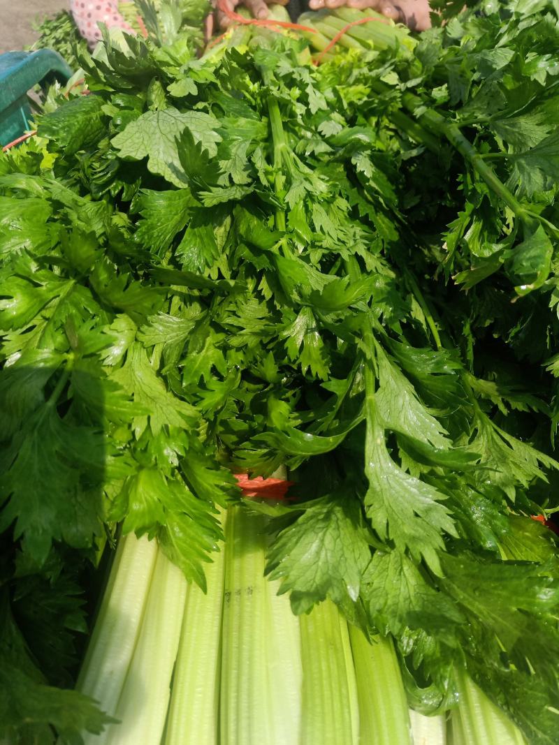 大量批发芹菜代收代购代卖代发货