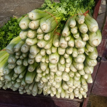 大量批发芹菜代收代购代卖代发货