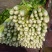 大量批发芹菜代收代购代卖代发货