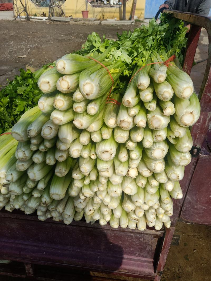 大量批发芹菜代收代购代卖代发货