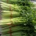大量批发芹菜代收代购代卖代发货