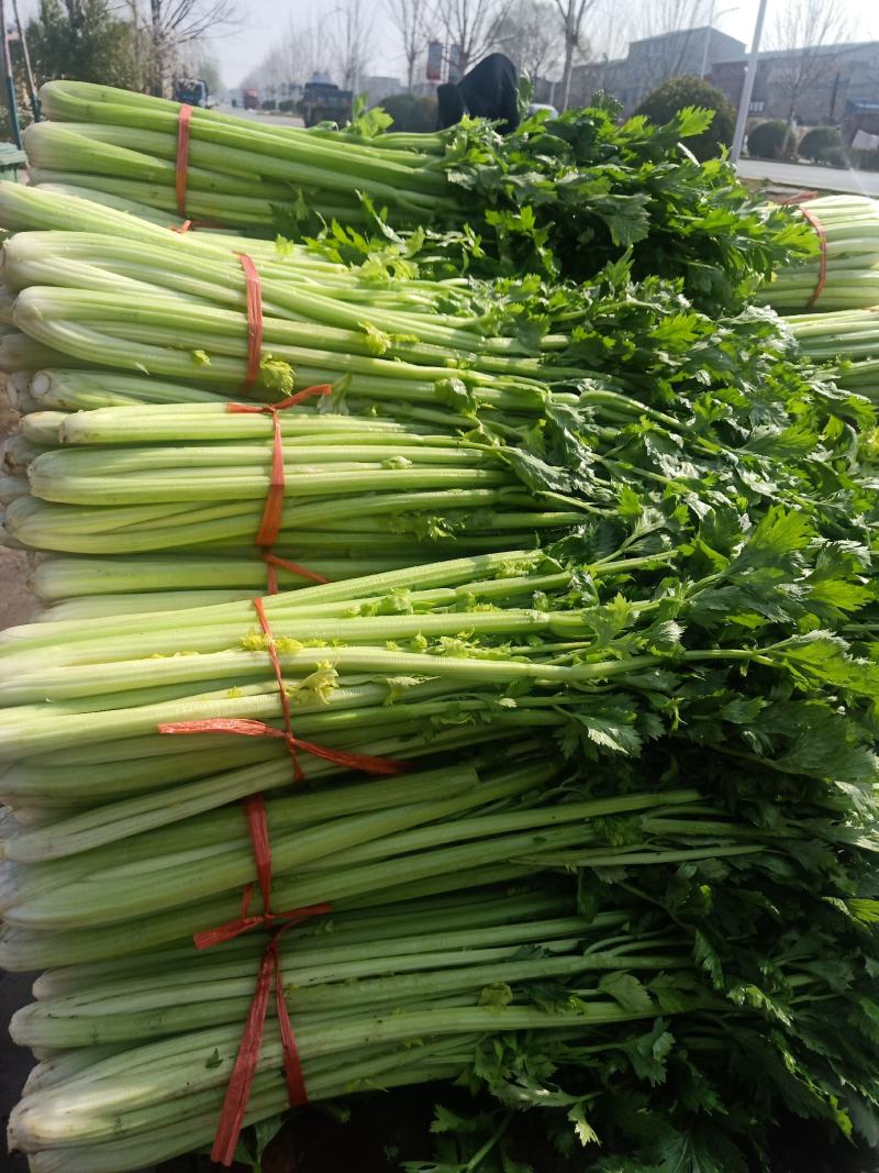 大量批发芹菜代收代购代卖代发货