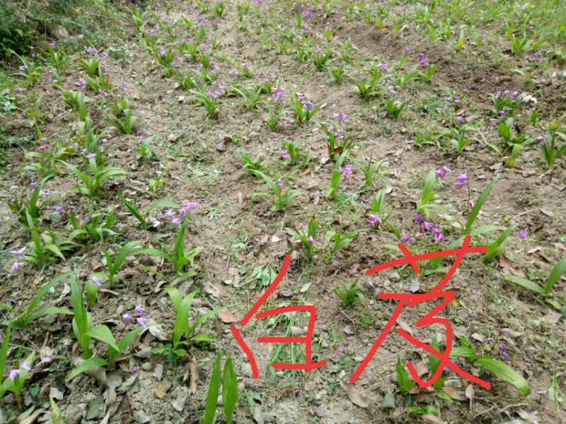 白芨苗/紫花三叉大田驯化白芨苗/品质好