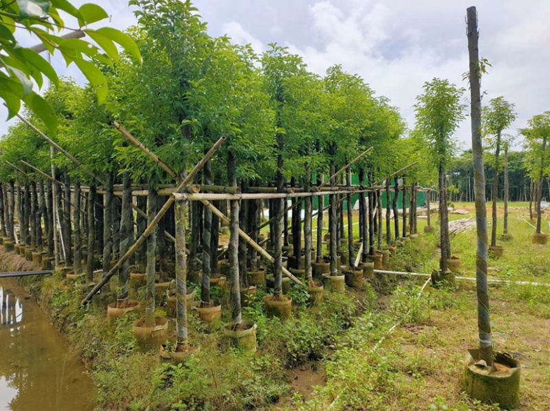 大量出售3-15公分樟树，货源充足，价格美丽。