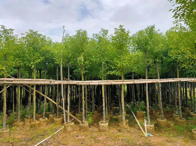 大量出售3-15公分樟树，货源充足，价格美丽。