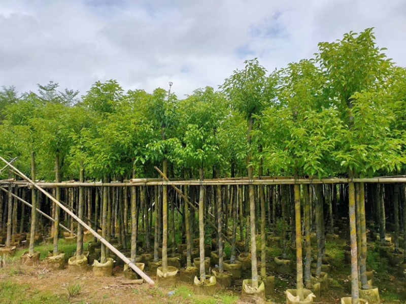 大量出售3-15公分樟树，货源充足，价格美丽。
