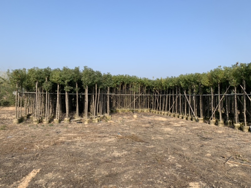 大量出售3-15公分樟树，货源充足，价格美丽。