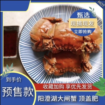 【正宗】正宗阳澄湖镇大闸蟹基地一手货源一件代发