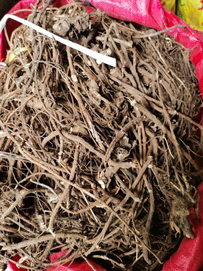 广西十万大山野生山豆根干货