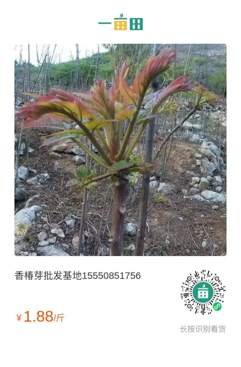 香椿芽批发基地山东省特产