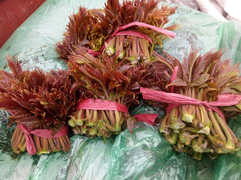 香椿芽批发基地山东省特产