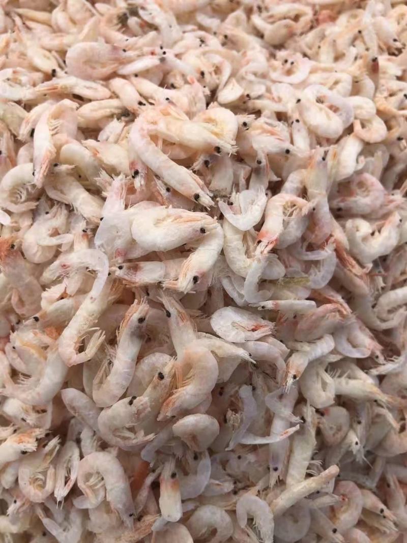 自家渔船捕捞麦杆虾——蹦虾