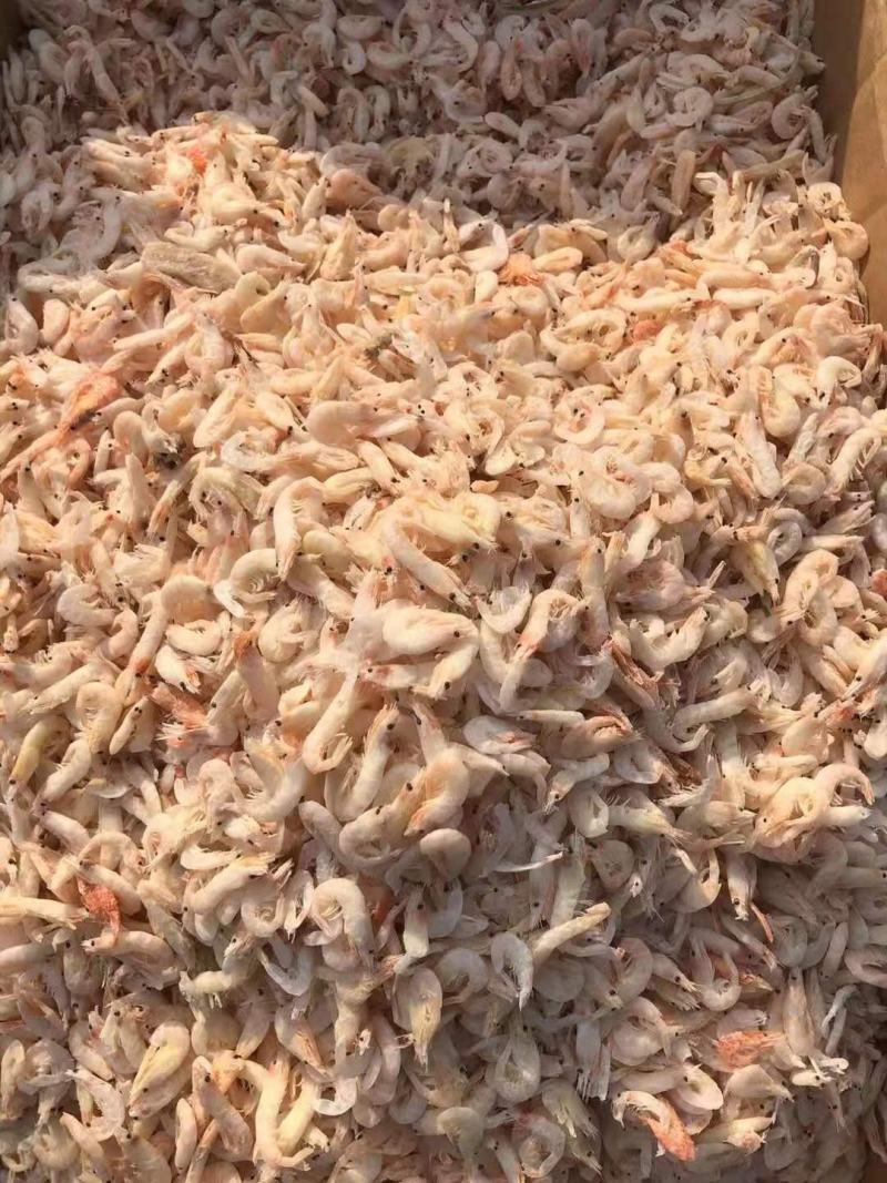 自家渔船捕捞麦杆虾——蹦虾