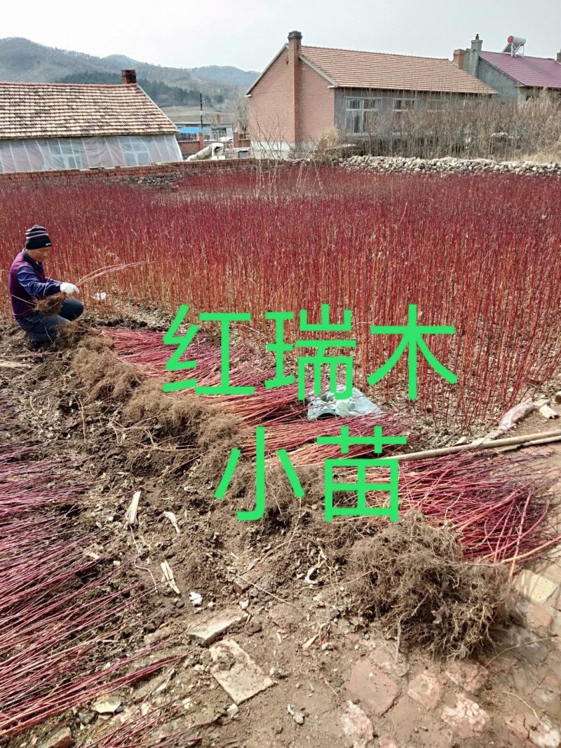 红瑞木床上小苗、红瑞木二年苗、红瑞木大地工程苗