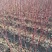 红瑞木床上小苗、红瑞木二年苗、红瑞木大地工程苗