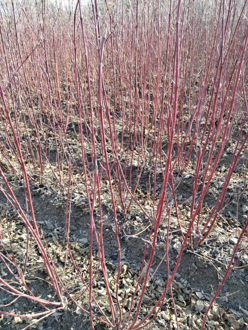 红瑞木床上小苗、红瑞木二年苗、红瑞木大地工程苗
